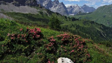 Majestic Mountain Blossoms wallpaper