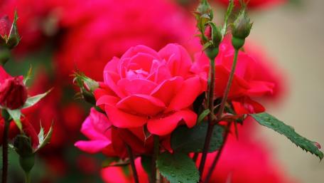 Vibrant Red Roses in Full Bloom wallpaper