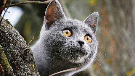 Curious Gray Cat in Nature wallpaper