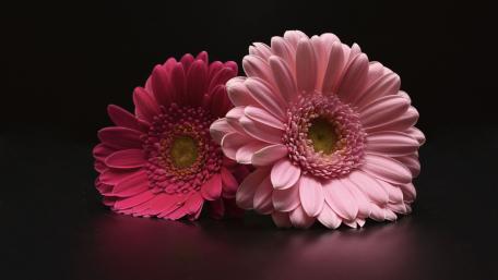 Elegant Pink Gerberas on Dark Background wallpaper