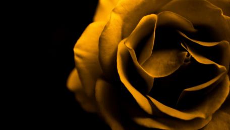 Golden Elegance of a Yellow Rose wallpaper