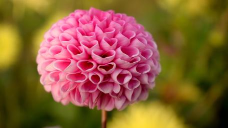 Pink Dhalia wallpaper