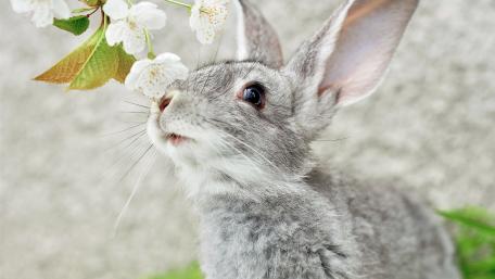 Cute Bunny Enjoying Spring Blossoms wallpaper