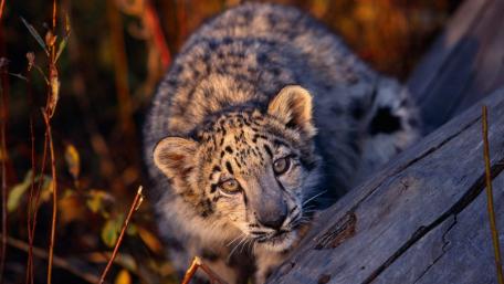 Wild and Curious Leopard Cub Exploring Nature wallpaper