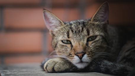 Serene Cat Relaxing in Calm Surroundings wallpaper