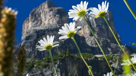 Mountain Peak with Wildflowers Viewpoint wallpaper