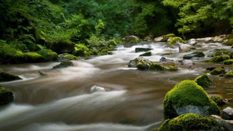 Gentle Flow of Nature's Serenity wallpaper