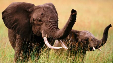 Majestic Elephants in Their Natural Habitat wallpaper
