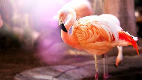 Graceful Pink Flamingos in Vibrant Surroundings wallpaper