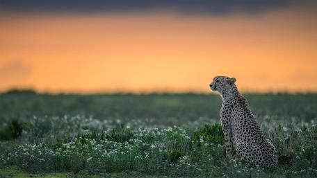 Majestic Cheetah at Sunset Scene wallpaper