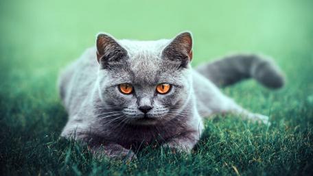 Majestic Grey Cat Relaxing in Nature wallpaper