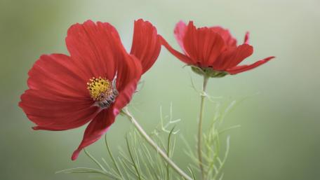Vibrant Red Flower Blooms Dance in the Breeze wallpaper