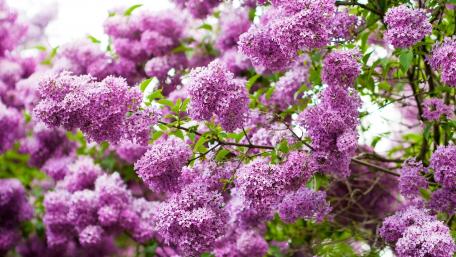Purple Blooms of Common Lilac Beauty wallpaper