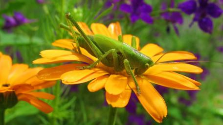 Vibrant Grasshopper Among Flowers wallpaper