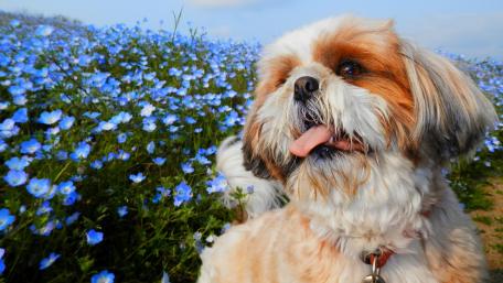 Charming Shih Tzu in a Blue Flower Field wallpaper