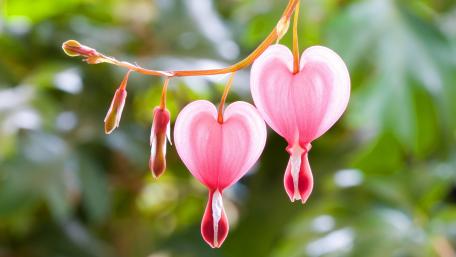 Delicate Beauty of Bleeding Hearts Flowers wallpaper