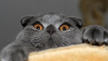 Curious Cat Peeking Over Edge wallpaper