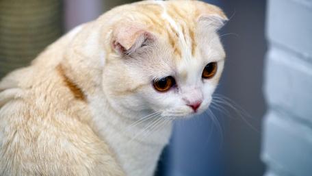 Elegant Cat with Striking Eyes in Close-Up View wallpaper