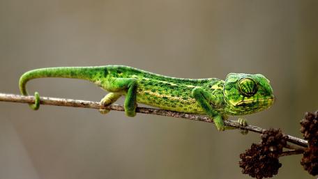 Vibrant Green Chameleon on a Branch wallpaper
