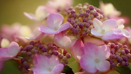 Delicate Hydrangea Blooms in Soft Pastels wallpaper