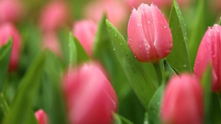 Delicate Pink Tulips in Spring Garden wallpaper