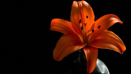 Vibrant Orange Lily on Black Background wallpaper