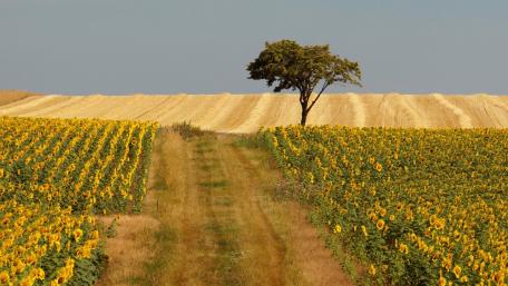 Solitary Tree Among Sunflower Fields wallpaper