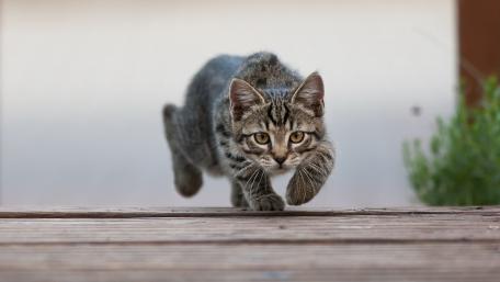 Playful Tabby Cat on the Move wallpaper