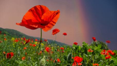 Vibrant Poppy Field Under a Rainbow Sky wallpaper