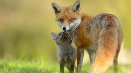 Playful Bond Between Fox Cub and Mother Fox wallpaper