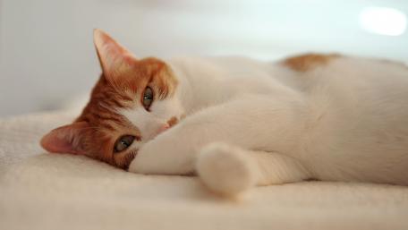 Cozy Cat Relaxing in Sunlight wallpaper