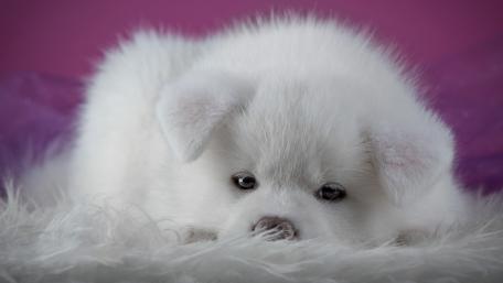 Adorable White Akita Inu Puppy Wallpaper wallpaper