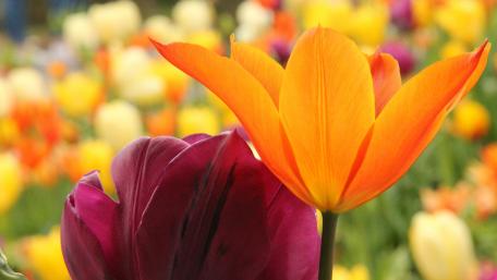 Vibrant Tulip Display in Full Bloom wallpaper