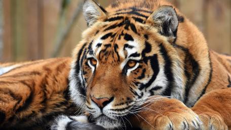 Majestic Tiger Relaxing in Nature wallpaper