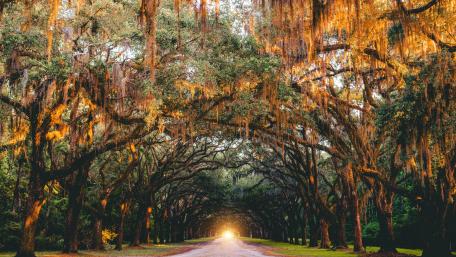 Enchanted Tree Lane in Golden Light wallpaper