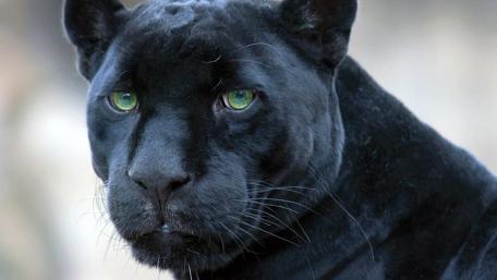 Black Panther's Intense Gaze wallpaper