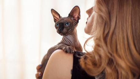 Sphynx Cat Snuggles with Woman wallpaper
