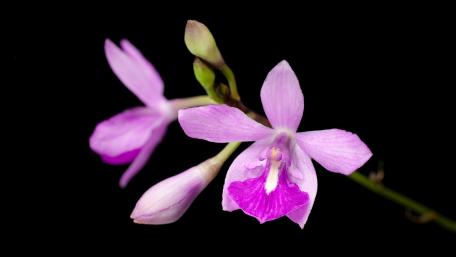 Vibrant Orchid Blossoms Against Dark Background wallpaper