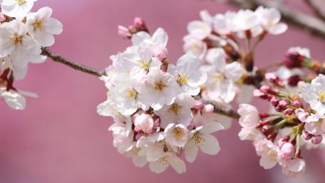 Cherry Blossom Elegance in Bloom wallpaper