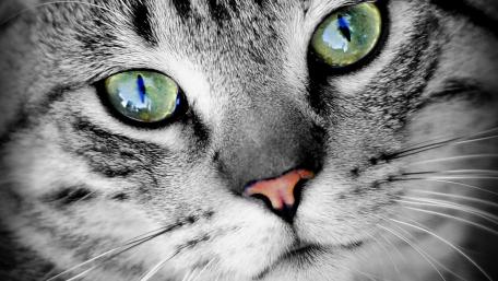 Captivating Cat Eyes Close-Up Wallpaper wallpaper