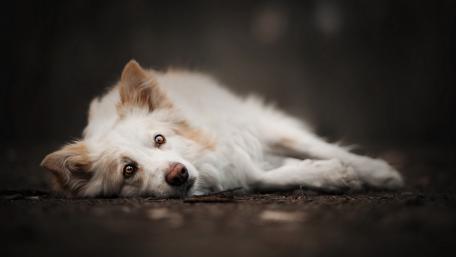 Gentle Pup with Thoughtful Eyes wallpaper