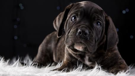 Elegant Black Cane Corso Puppy Wallpaper wallpaper