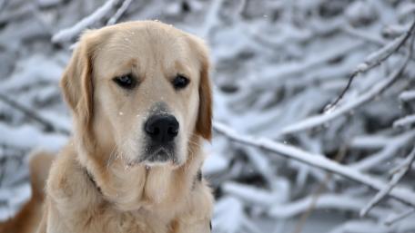 Winter Wonderland with a Labrador Retriever wallpaper