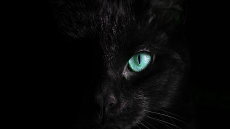 Mystical Gaze of the Black Cat wallpaper