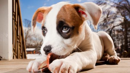 Jack Russell Terrier puppy wallpaper