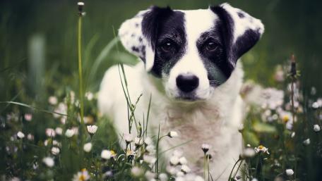 Playful Pup in a Flower Field wallpaper