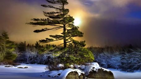 Serene Winter Landscape with Majestic Tree wallpaper