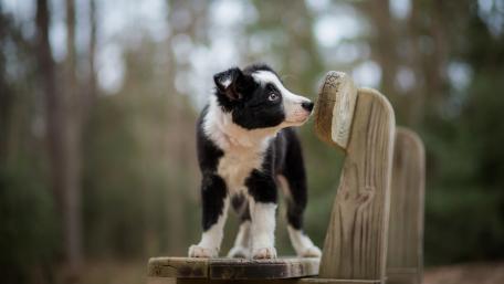 Playful Border Collie Puppy on a Bench wallpaper