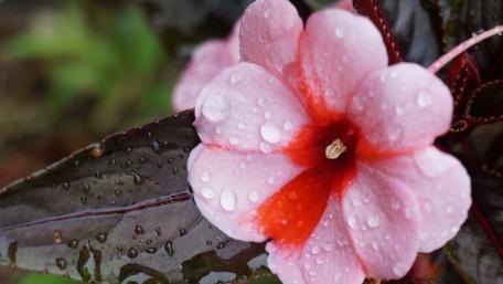 Elegant Pink Flower with Morning Dew wallpaper