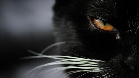Mystical Gaze of a Black Cat wallpaper